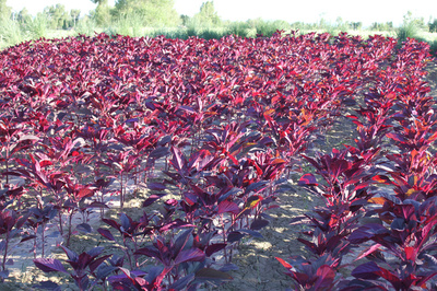 雁來紅花卉種子