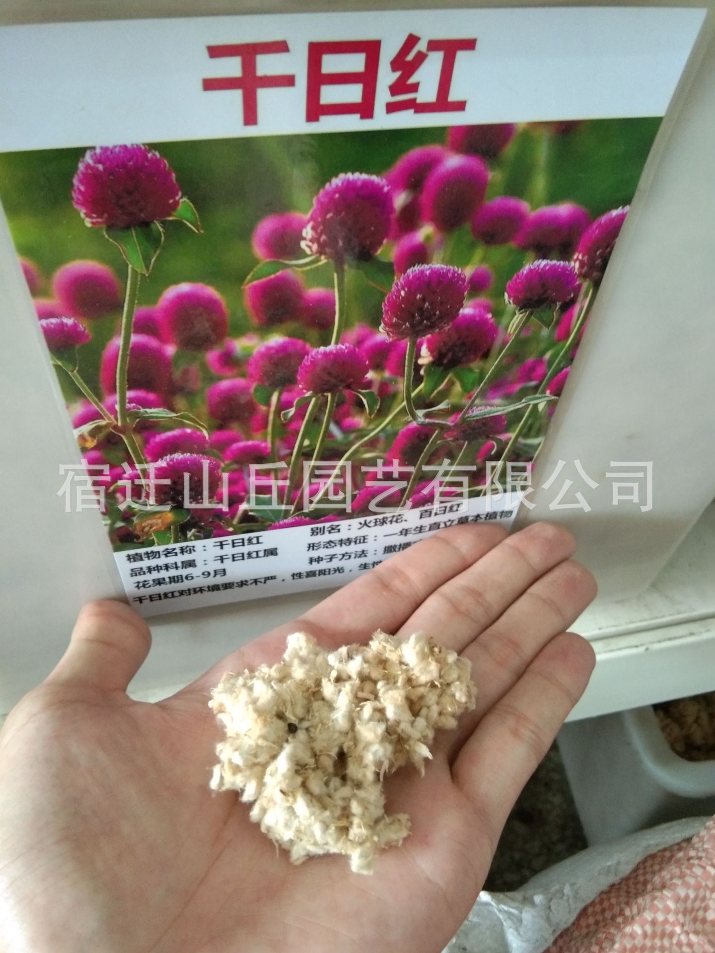 批發(fā)草花種子千日紅千日紫千日粉種子易活花籽景觀花?；ɑ芊N子