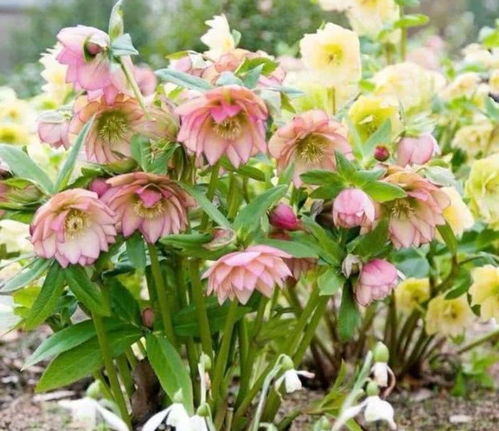 4種花,漂亮又好養(yǎng),可以從冬季一直開到夏季,你養(yǎng)了嗎