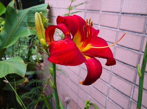 北方10種室外夏花植物推薦 我的露臺(tái)六月花事總結(jié)