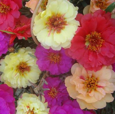 供應(yīng)松葉牡丹 大花馬齒莧 半支蓮 死不了 花卉種子 藍(lán)翔園藝品種 花卉種子批發(fā)