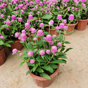 盆栽花卉種子矮千日紅種子 2元60粒 園藝綠化種子批發(fā)_.