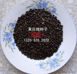 合歡 青楓 皂角 五角楓 刺槐 紅花刺槐種子價(jià)格 廠家 圖片