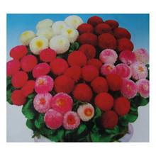 立泰悅達(dá) 花卉種子 蔬菜種子 種花種菜 園藝產(chǎn)品用品 水培 花卉 盆栽 綠色室內(nèi)植物 雛菊在的價(jià)格走勢(shì)