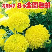  沭陽(yáng)縣顏集鎮(zhèn)堰下村金宇綠化苗木場(chǎng) 主營(yíng) 草坪草籽 花卉種子 林