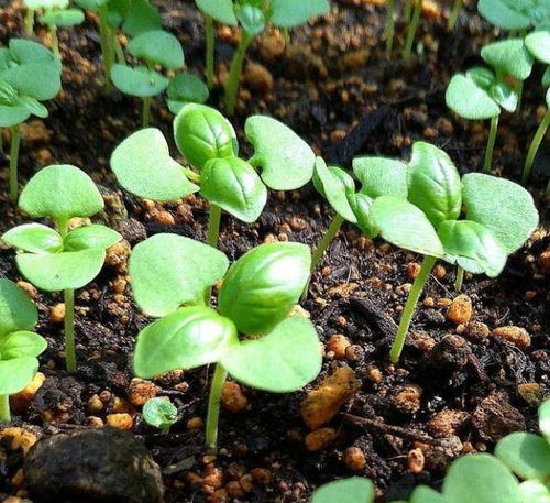手把手教你種植草本花卉,從種子育苗開始,學(xué)會(huì)了成活率高