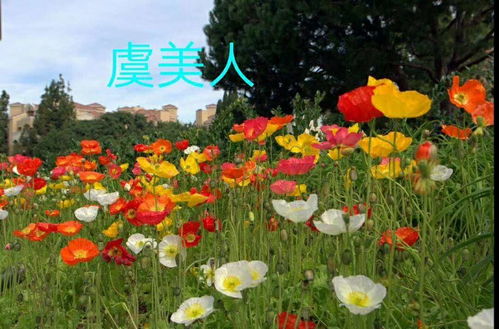 虞美人花種子供應(yīng)電話