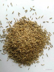 40多種可以做花海 花田的花卉種子,你認(rèn)識(shí)幾種