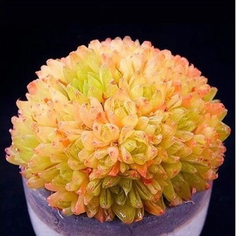 多款南非進(jìn)口玉露多肉種子室內(nèi)陽(yáng)臺(tái)桌面盆栽花卉種子多肉植物組合