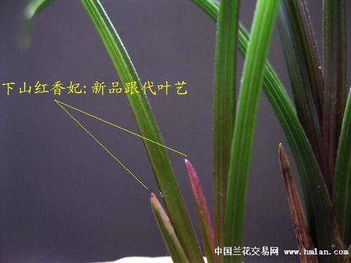 下山紅香妃 新品跟代精品葉藝 未見花讓種上拍