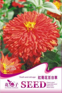 【供應(yīng)花卉種子紅菊花百日草彩包花卉種子批發(fā)花卉種子袋裝】沭陽(yáng)縣新河鎮(zhèn)睿行苗木園藝場(chǎng) - 產(chǎn)品庫(kù)