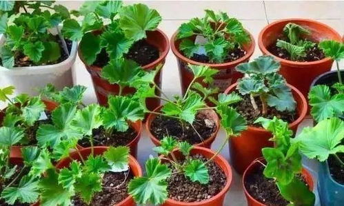 這 5種 花, 扦插 正當時,生根快,現(xiàn)在扦插,今年就能開花