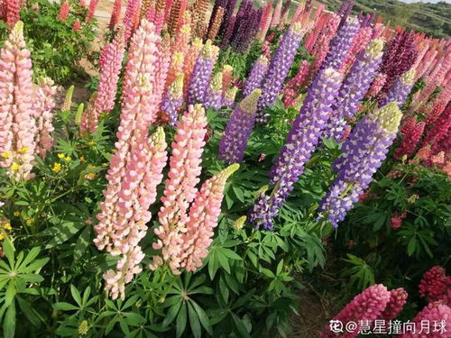 20種花,自己發(fā)芽,自己開花,院子秒變花海