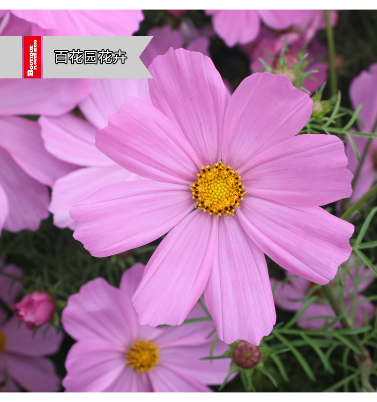 波斯菊花卉種子格?；ňG化耐旱耐鹽堿易種景觀花海野花組合邊坡