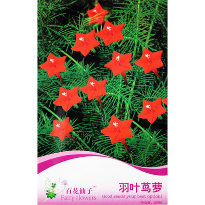 陽臺垂吊攀援植物花種子蔦蘿 推薦