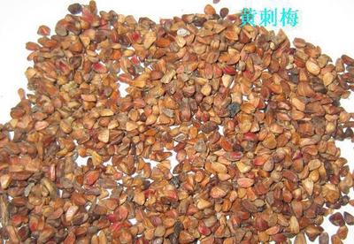 批發(fā)黃刺梅種子,薔薇種子,馬蓮種子, 鳶尾種子等