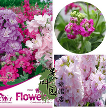 【紫羅蘭種子】最新最全紫羅蘭種子 產品參考信息