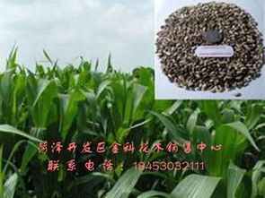 精品推薦 菏澤開發(fā)區(qū)金科花木銷售中心