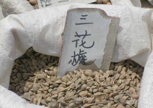 出售花卉種子 三花槐種子_農副產品_世界工廠網中國產品信息庫