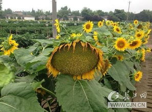 武漢種博會(huì)18日開幕 掃碼可知農(nóng)產(chǎn)品前世今生