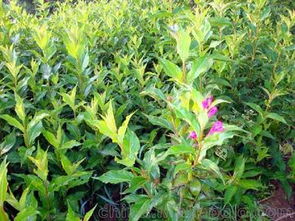 沭陽(yáng)花供應(yīng)商,價(jià)格,沭陽(yáng)花批發(fā)市場(chǎng) 