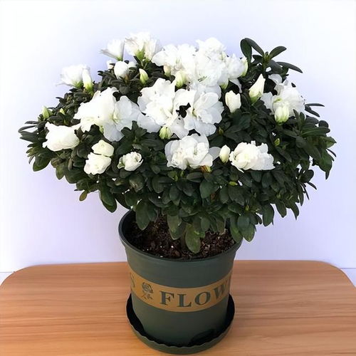 5種 劇毒花 ,新手小白不要養(yǎng),別花沒(méi)養(yǎng)清楚,人還進(jìn)了醫(yī)院