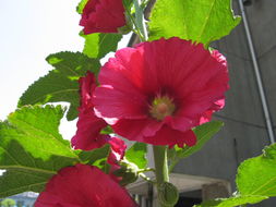 蜀葵種子 花卉種子 蔬菜其他蔬菜相關(guān)產(chǎn)品 蔬菜產(chǎn)品博覽