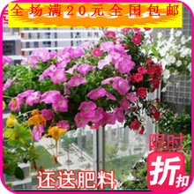 【名貴花種】_綠植園藝價(jià)格_最新最全綠植園藝返利優(yōu)惠_一淘網(wǎng)