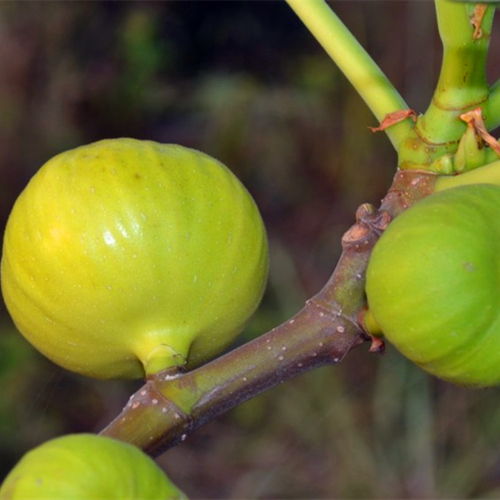 1公分粗大青皮無(wú)花果樹苗什么價(jià)格