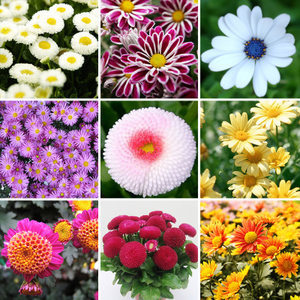 小雛菊花種子春季種四季夏季花卉種子多年生陽臺盆栽易種瑪格麗特