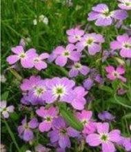 【七色花種子】最新最全七色花種子 產(chǎn)品參考信息