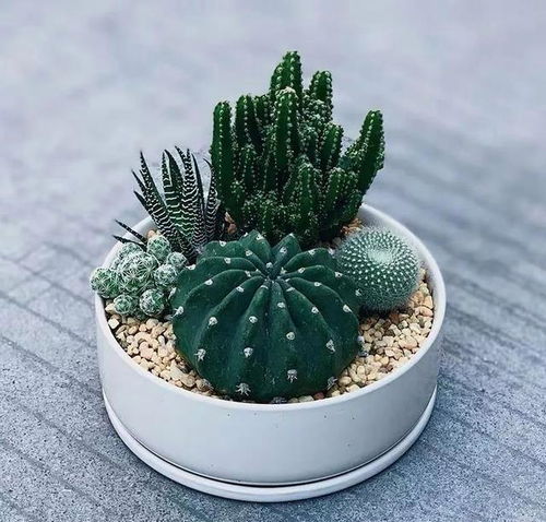 這5種花卉養(yǎng)在臥室,有助于改善睡眠,不過要注意,不要養(yǎng)多了