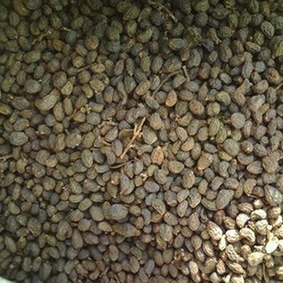 高干女貞種子 當(dāng)年新采收大葉女貞 發(fā)芽率有保障 花卉種子 圖片_高清大圖 