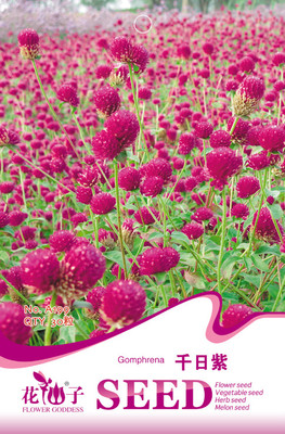 千日紫種子】最新報價-花仙子園藝