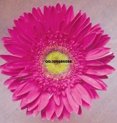 【優(yōu)質(zhì)非洲菊苗扶朗苗花卉種子種苗太陽花品種多利價格_優(yōu)質(zhì)非洲菊苗扶朗苗花卉種子種苗太陽花品種多利廠家】- 