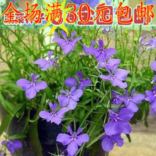 【翠蝶花種子】_綠植園藝價格_最新最全綠植園藝返利優(yōu)惠_一淘網(wǎng)