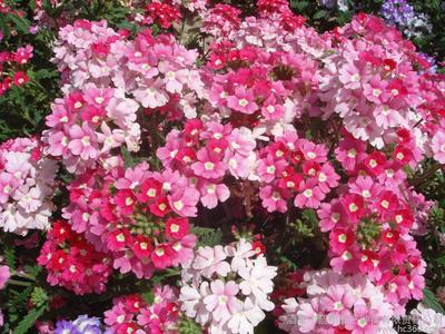 花卉種子、種苗、美女櫻,供應(yīng)廠家直銷花卉種子、景觀綠化種子、