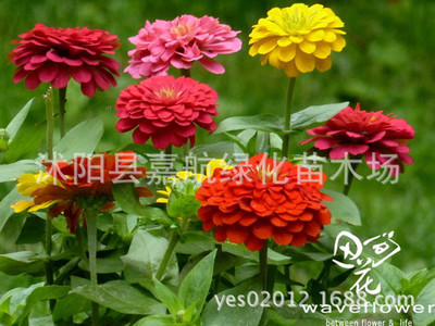 供應(yīng)花卉種子、矮百日草(F1)種子百日菊種子 步步高 對葉梅