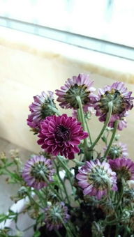 這種花是什么花,快枯菱了,怎么救