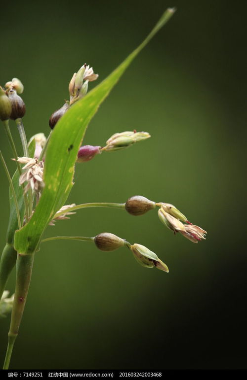 花種子高清圖片下載 紅動網(wǎng)