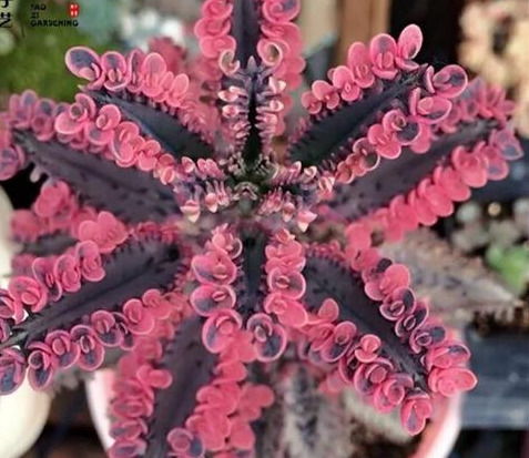 4種花卉,別輕易養(yǎng),潑辣又 霸道 ,入侵你的家