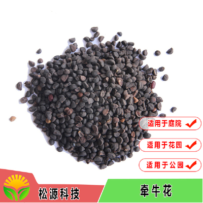 廣西花種 優(yōu)質(zhì)大花牽?；ǚN子 家庭園藝花卉種子牽?；? />
</span>
<span id=