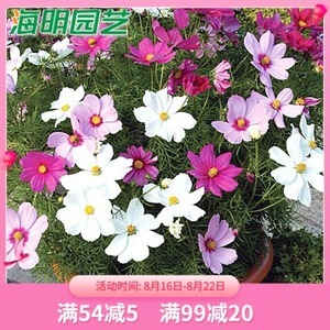 波斯菊菊花種子