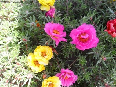 買花卉種子去哪個網(wǎng)站