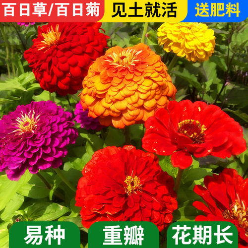 包發(fā)芽 百日草花種子四季易播步步高花卉種子景觀花海百日菊花