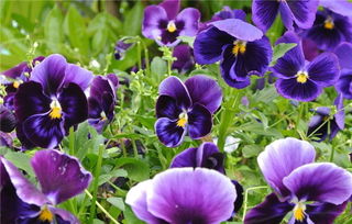 秋季花卉播種不出苗 學會這5點,發(fā)芽率高達99