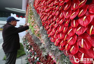 杭州 千種精品花綻放都市花卉節(jié)
