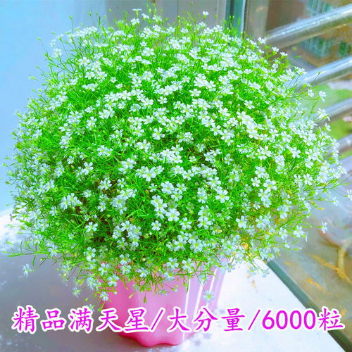 精品滿天星花種子四季易種花開不斷凈化空氣室內(nèi)陽臺盆栽花卉草籽
