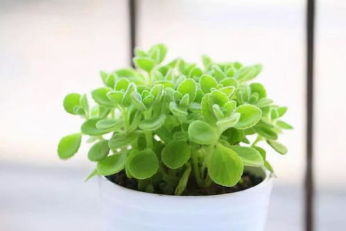 讓蚊子 討厭 的5種花卉植物,家里養(yǎng)幾盆,蚊子 不進門