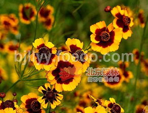 供應北京祿林蛇目菊種子 小波斯菊種子 現(xiàn)貨庫存 花卉種子 純正東北野生植物資源